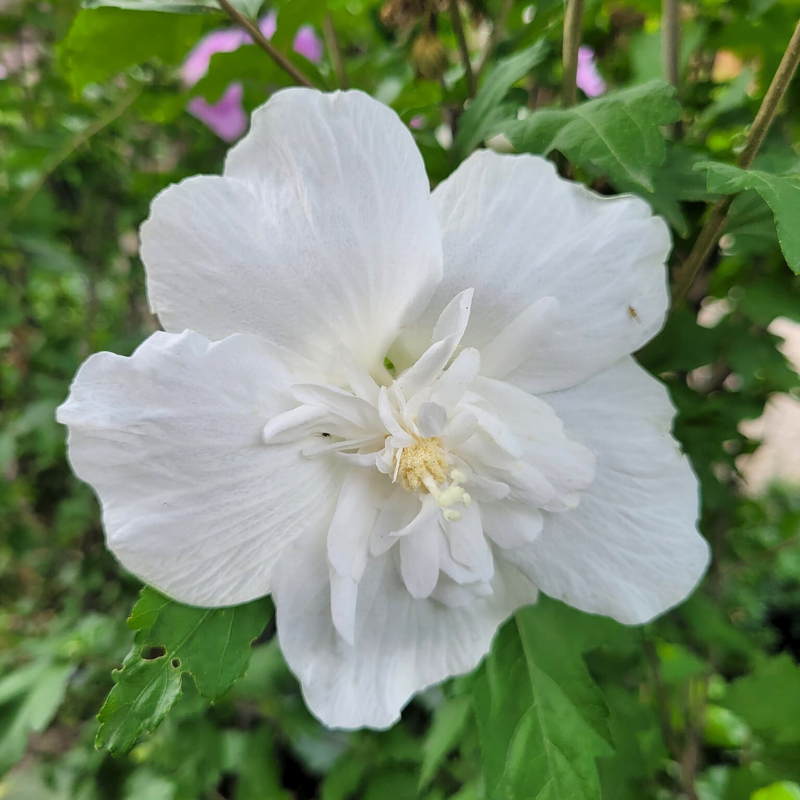 Hibiscus Syriacus Double White The Heritage Nursery