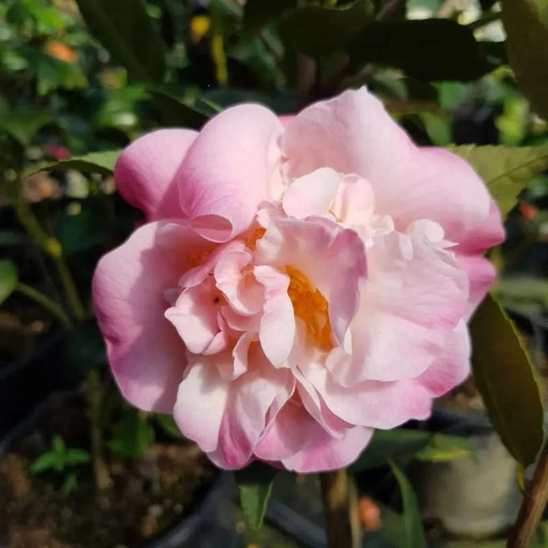 Camellia japonica High Fragrance
