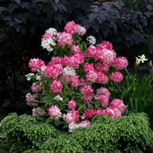 Load image into Gallery viewer, Hydrangea Diamond Rouge
