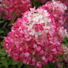 Load image into Gallery viewer, Hydrangea Diamond Rouge
