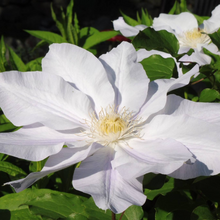 Load image into Gallery viewer, Clematis jackmanii Ice Blue
