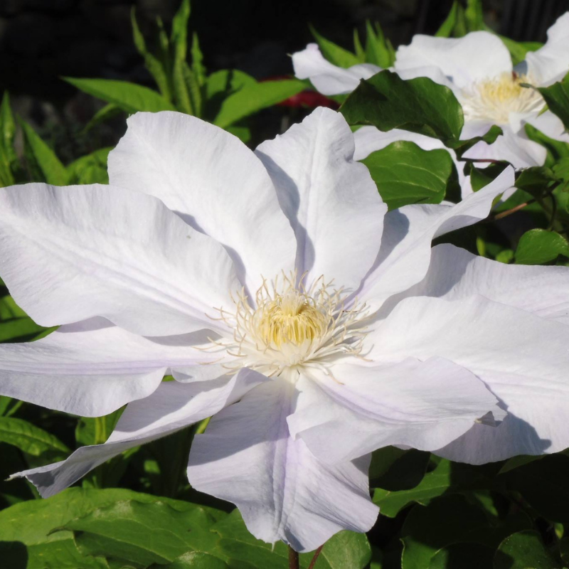 Clematis jackmanii Ice Blue