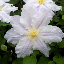 Load image into Gallery viewer, Clematis jackmanii Ice Blue

