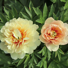 Load image into Gallery viewer, Peony Itoh Canary Brilliants
