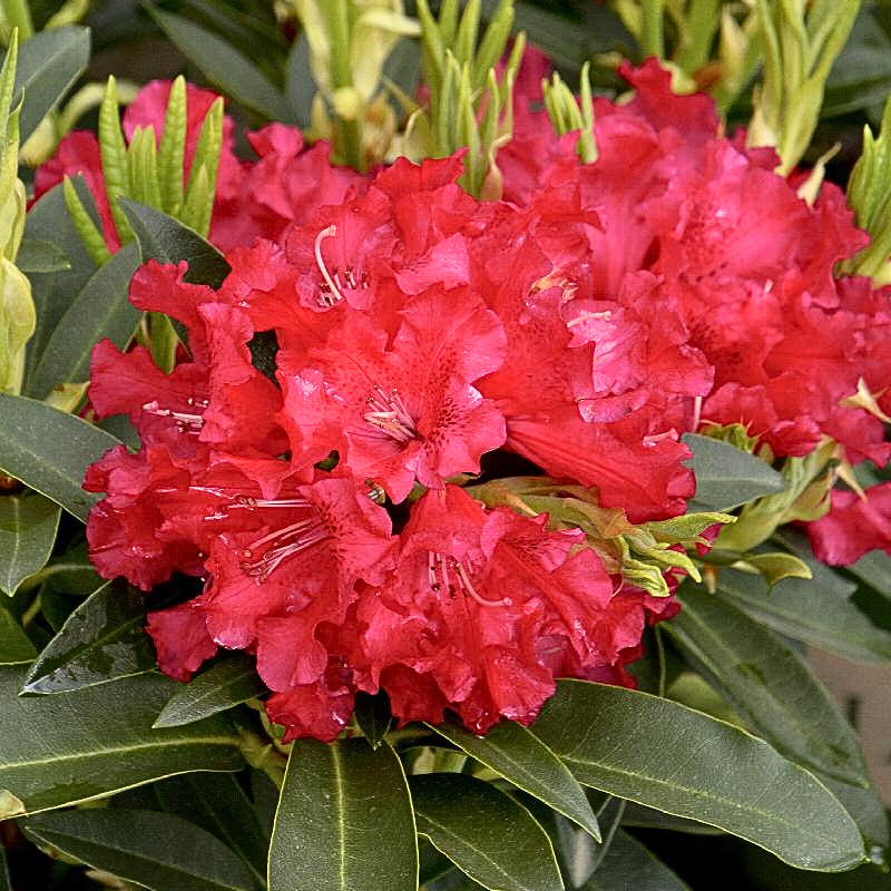 Rhododendron Jean Marie De Montague