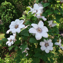 Load image into Gallery viewer, Clematis jackmanii John Paul II
