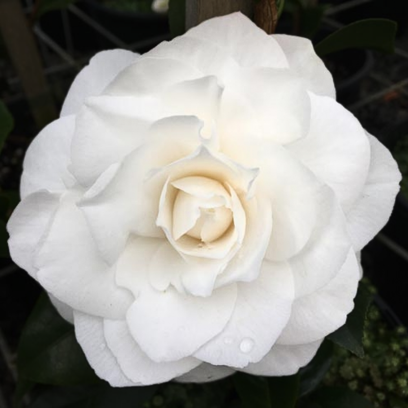 Camellia Jap Pope John XXIII