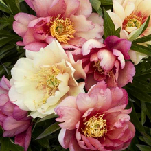 Load image into Gallery viewer, Peony Itoh Julia Rose
