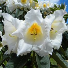 Load image into Gallery viewer, Rhododendron Kallista
