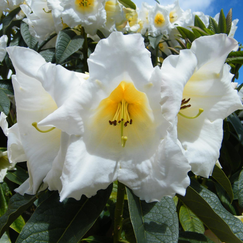 Rhododendron Kallista