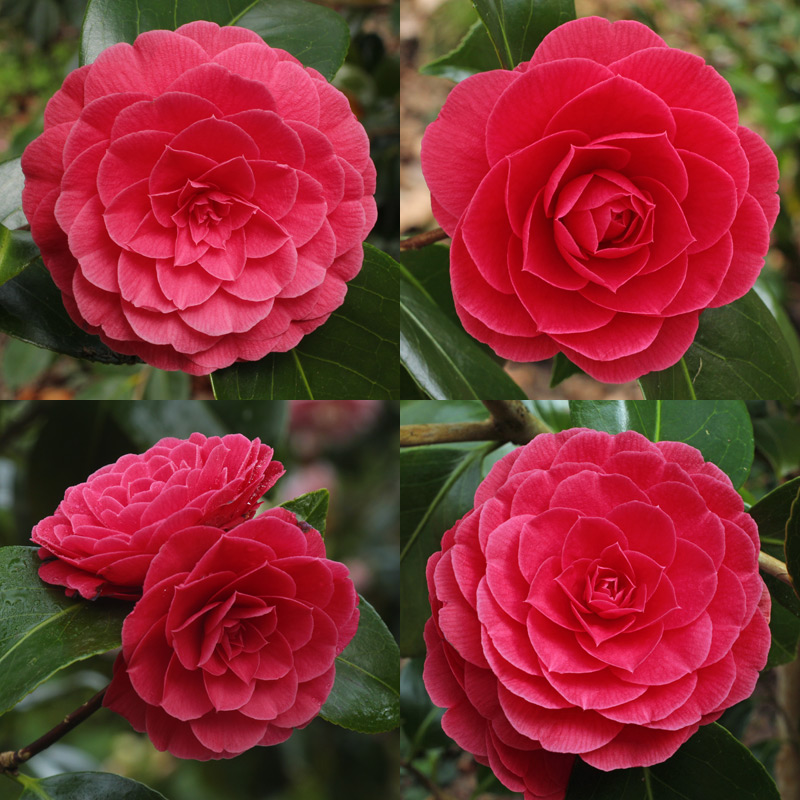 Camellia japonica Katherine Nuccio