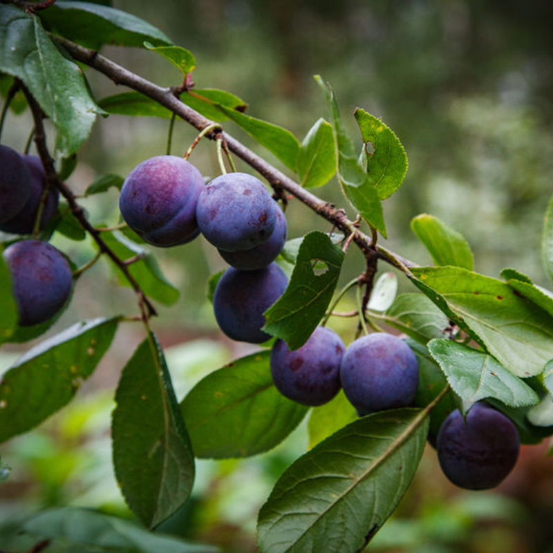 Plum King Billy Dwarf