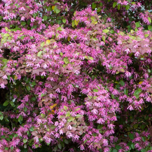 Load image into Gallery viewer, Loropetalum China Pink
