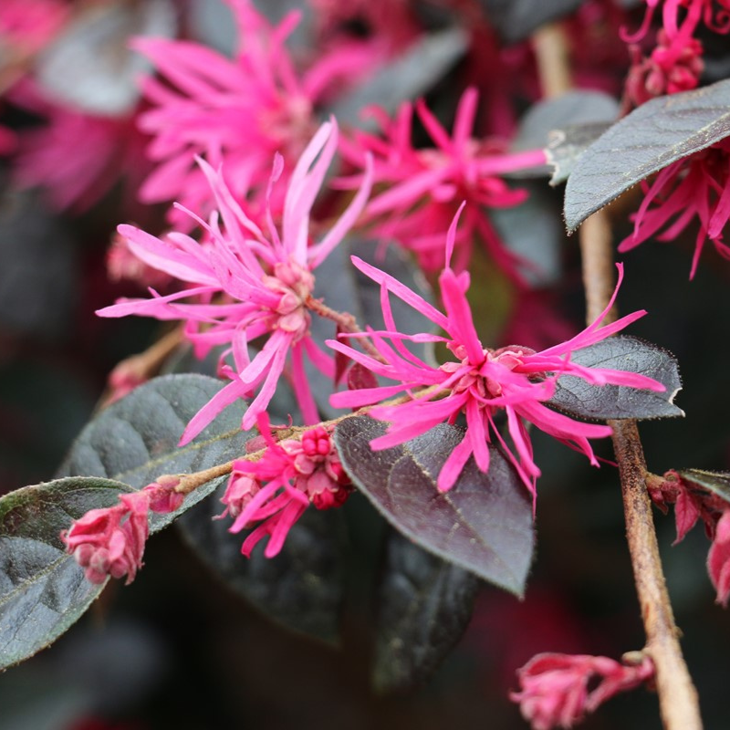 Loropetalum China Pink