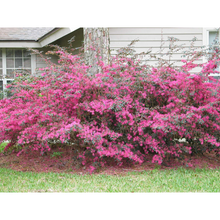 Load image into Gallery viewer, Loropetalum China Pink
