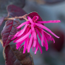 Load image into Gallery viewer, Loropetalum Plum Gorgeous
