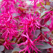 Load image into Gallery viewer, Loropetalum Plum Gorgeous
