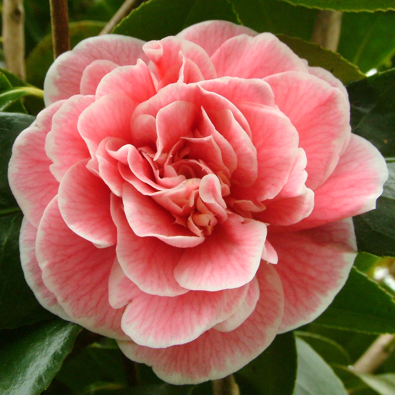 Camellia japonica Lady Loch
