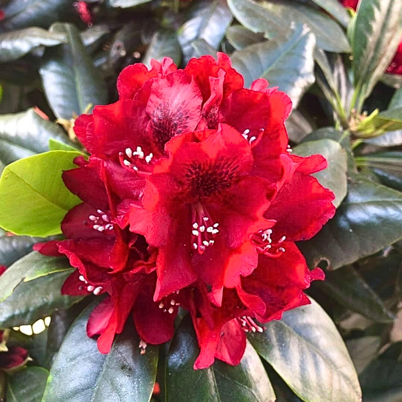 Rhododendron Lady In Red