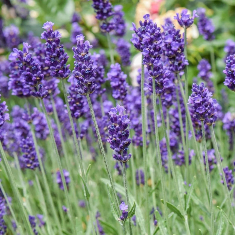 Lavender Angustifolia