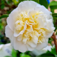 Load image into Gallery viewer, Camellia japonica Lemon Drop
