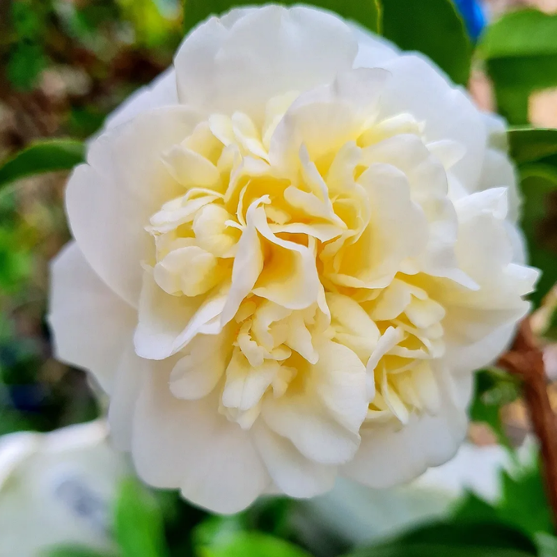 Camellia japonica Lemon Drop