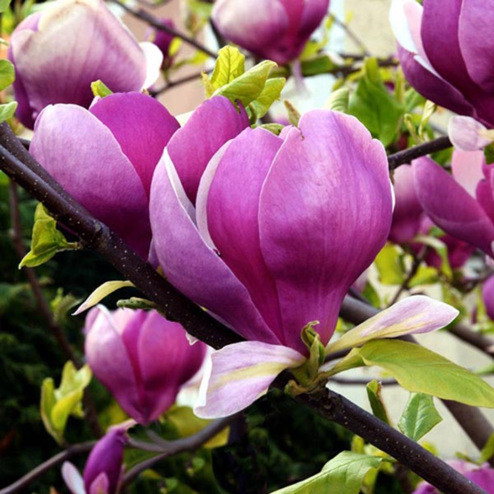 Magnolia soulangeana Lennei