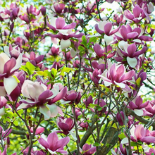 Load image into Gallery viewer, Magnolia soulangeana Lennei

