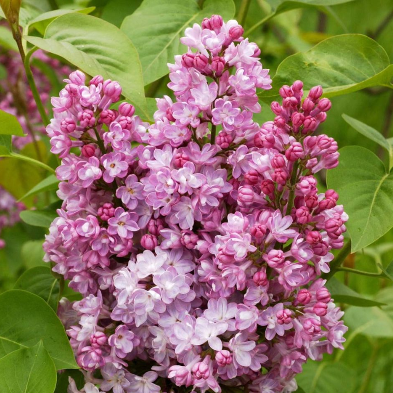 Syringa Belle De Nancy Lilac