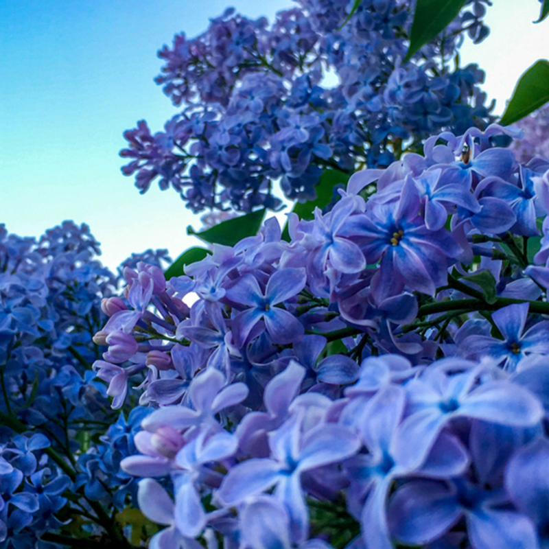 Syringa Blue Hyacinth Lilac