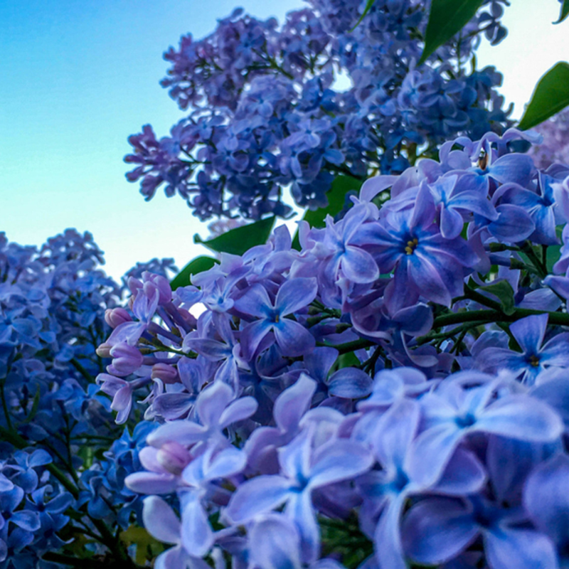 Lilac blue discount