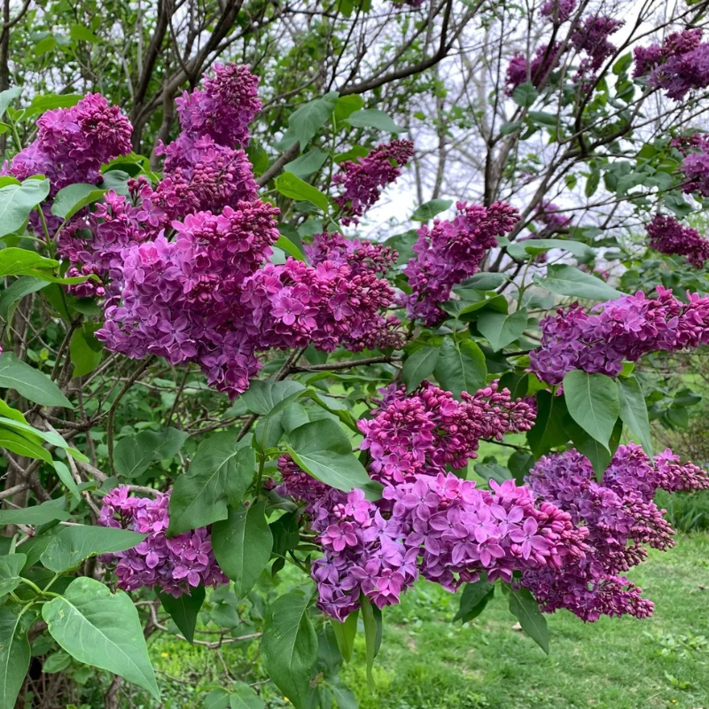 Syringa Charles Joly Lilac