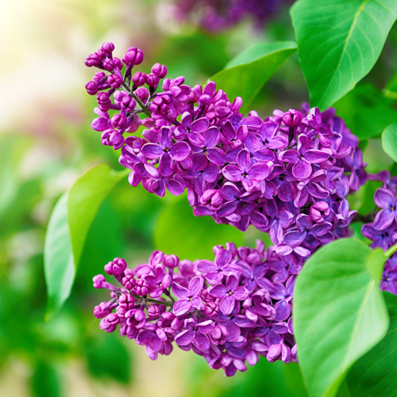 Syringa Missimo Lilac