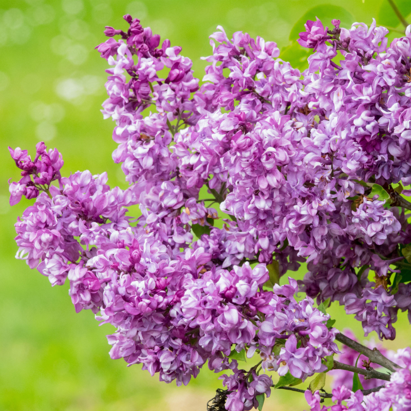 Syringa Mrs Edward Harding Lilac