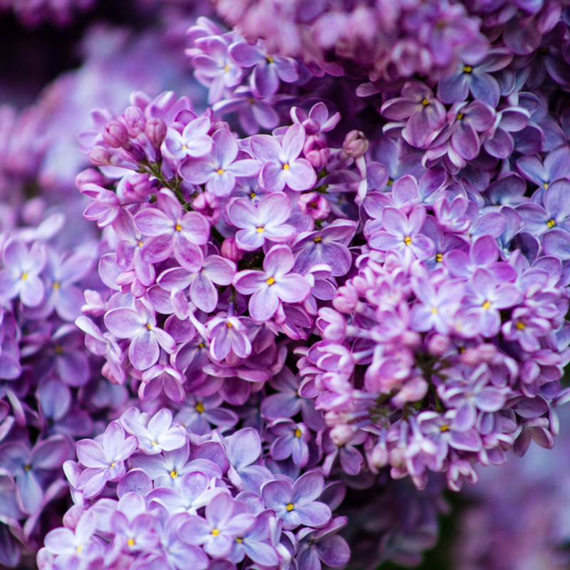 Syringa Oliver De Serres Lilac