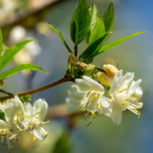 Load image into Gallery viewer, Lonicera fragrantissima
