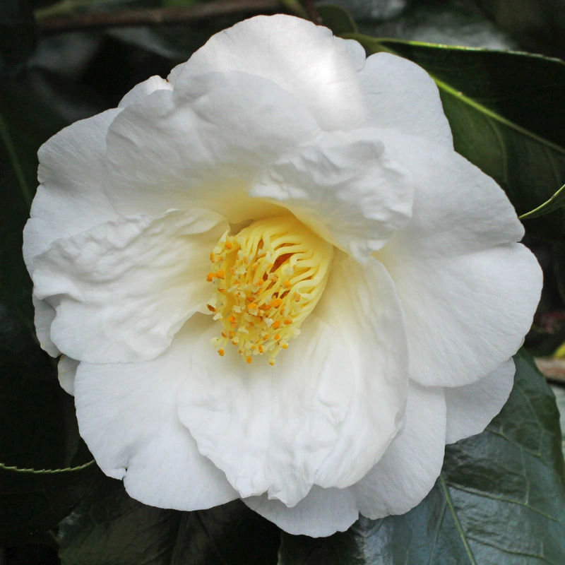 Camellia japonica Lovelight