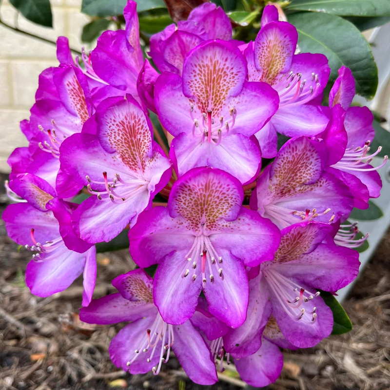 Rhododendron Madame Cachet