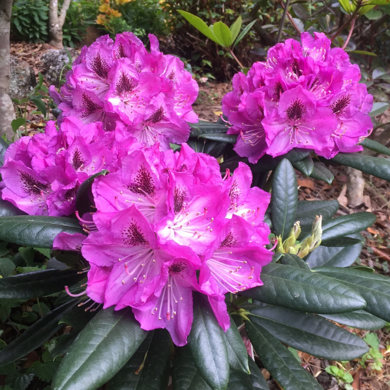 Rhododendron Madame Doumier