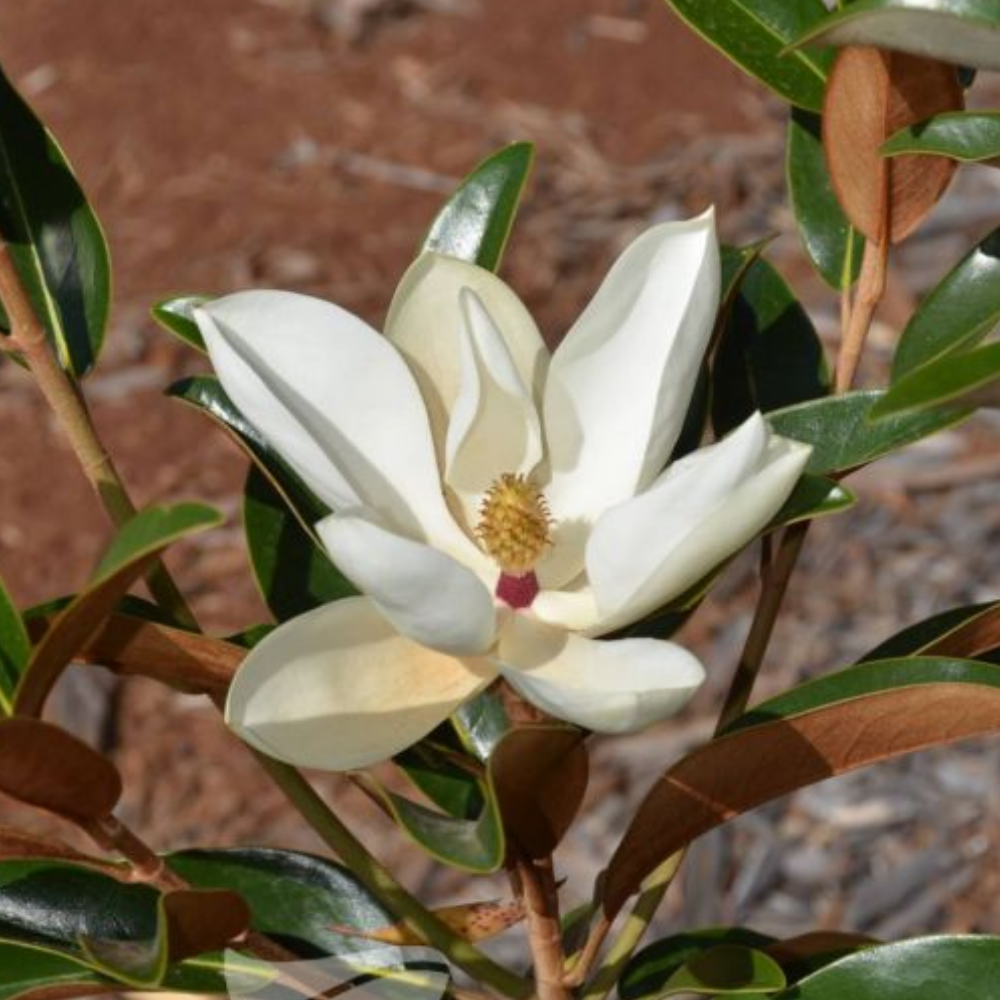Magnolia grandiflora 'TMGH' Alta