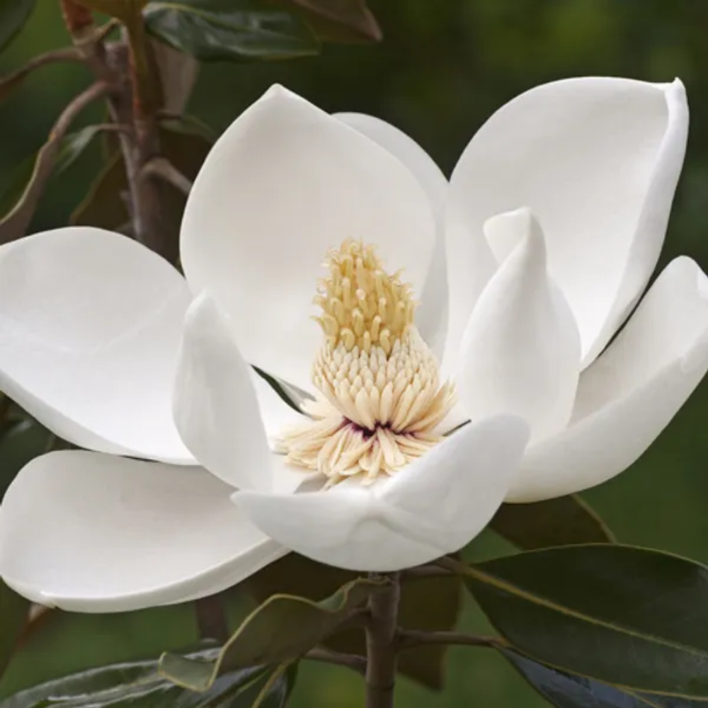 Magnolia grandiflora Greenback