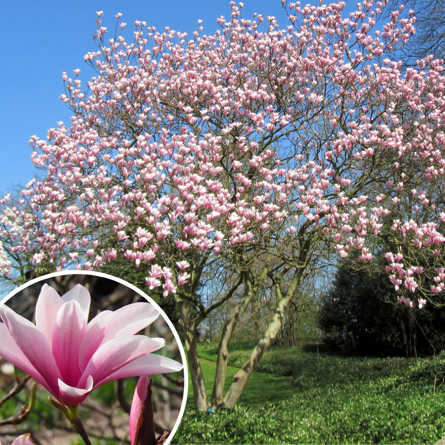 Magnolia Heaven Scent – The Heritage Nursery