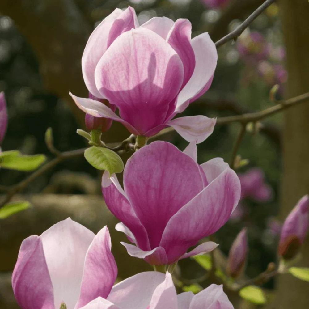 Magnolia soulangeana Saucer Magnolia – The Heritage Nursery