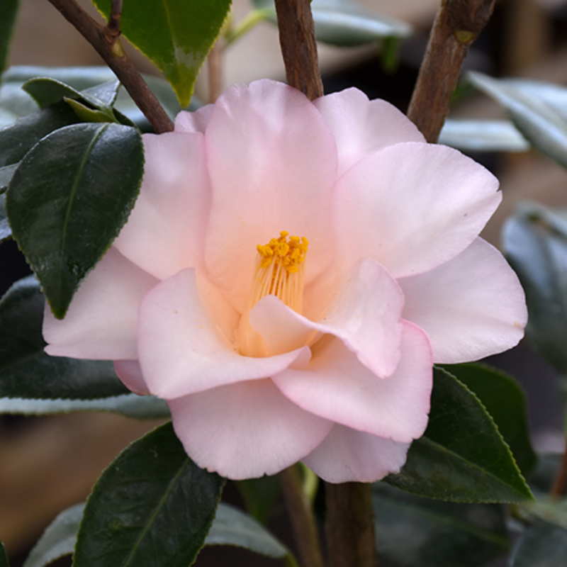 Camellia magnoliaeflora