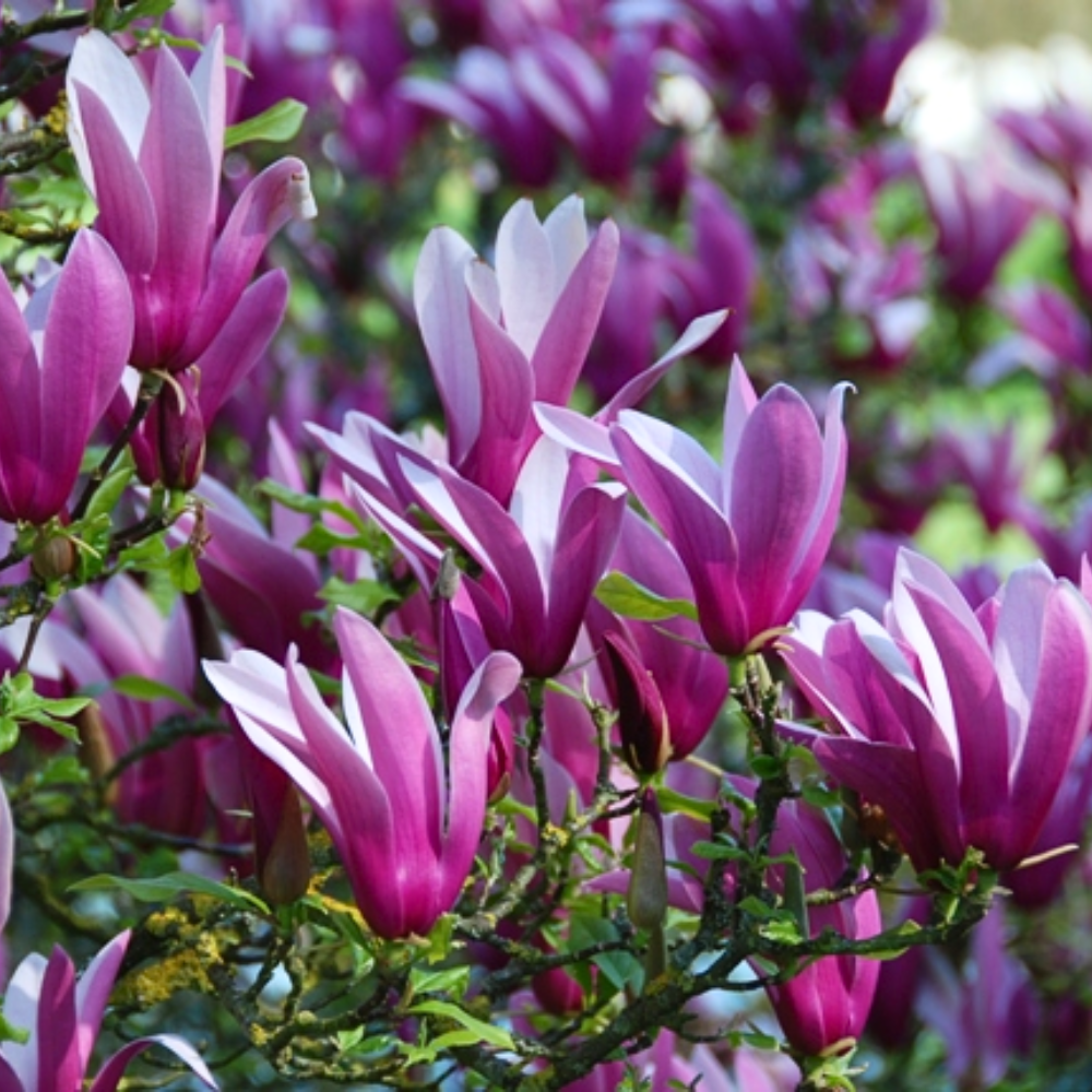 Magnolia Liliflora Nigra