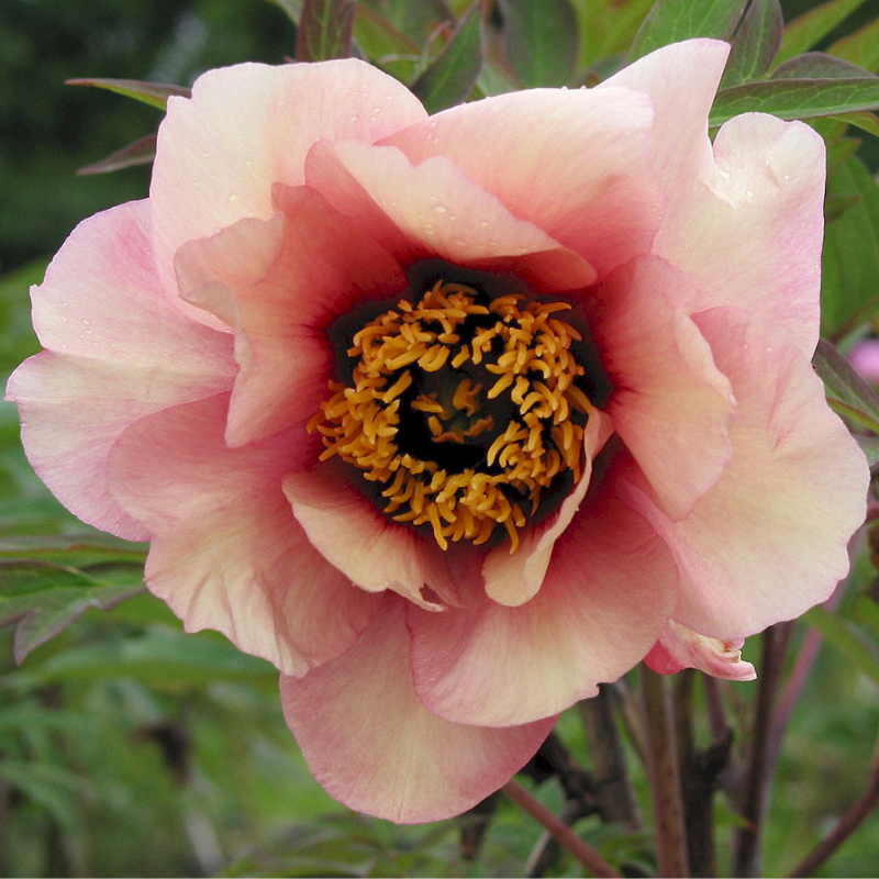 Peony Tree Marchioness