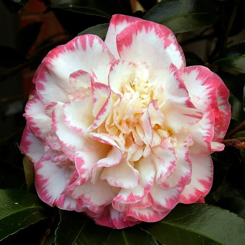 Camellia japonica Margaret Davis