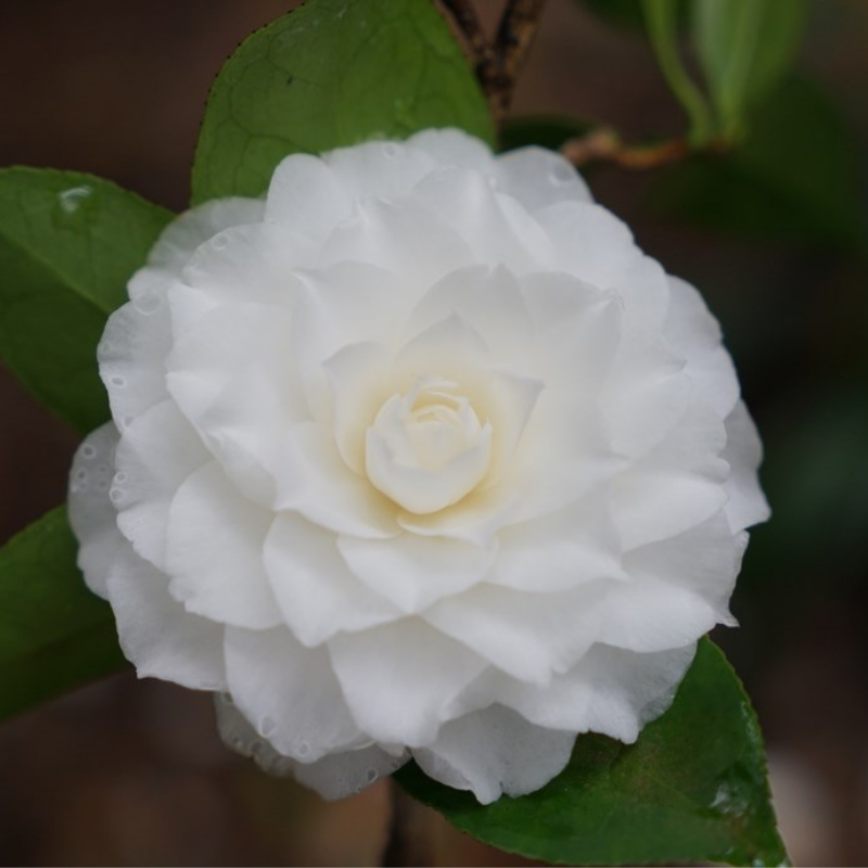 Camellia japonica Margarete Hertrich