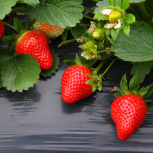 Load image into Gallery viewer, Strawberry Runners Melba 10PK
