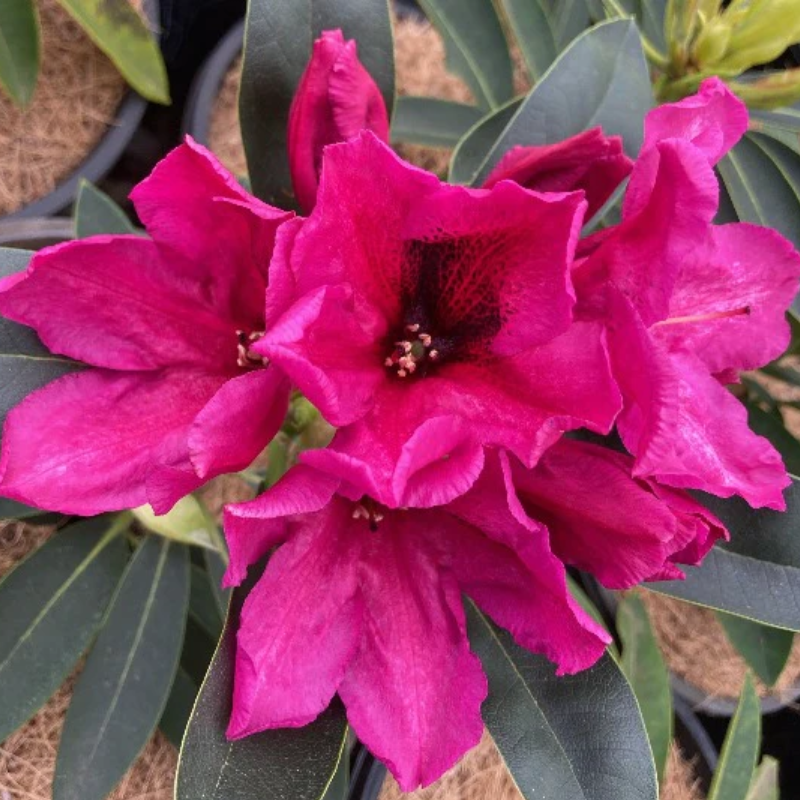 Rhododendron Midnight – The Heritage Nursery